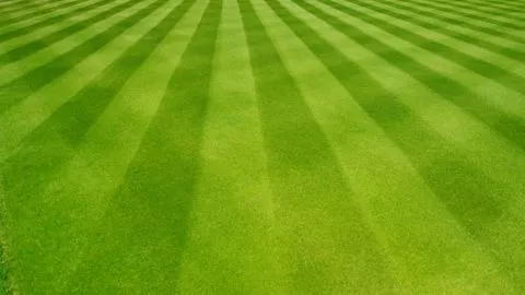 Cricket Turf in Dubai,UAE
